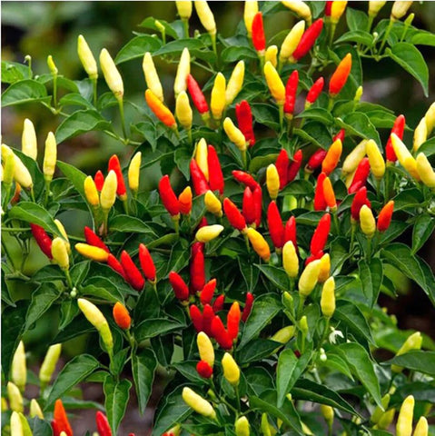 Bulborium Tabasco pepper seeds pack for direct sowing to spicy harvest in about 80 days