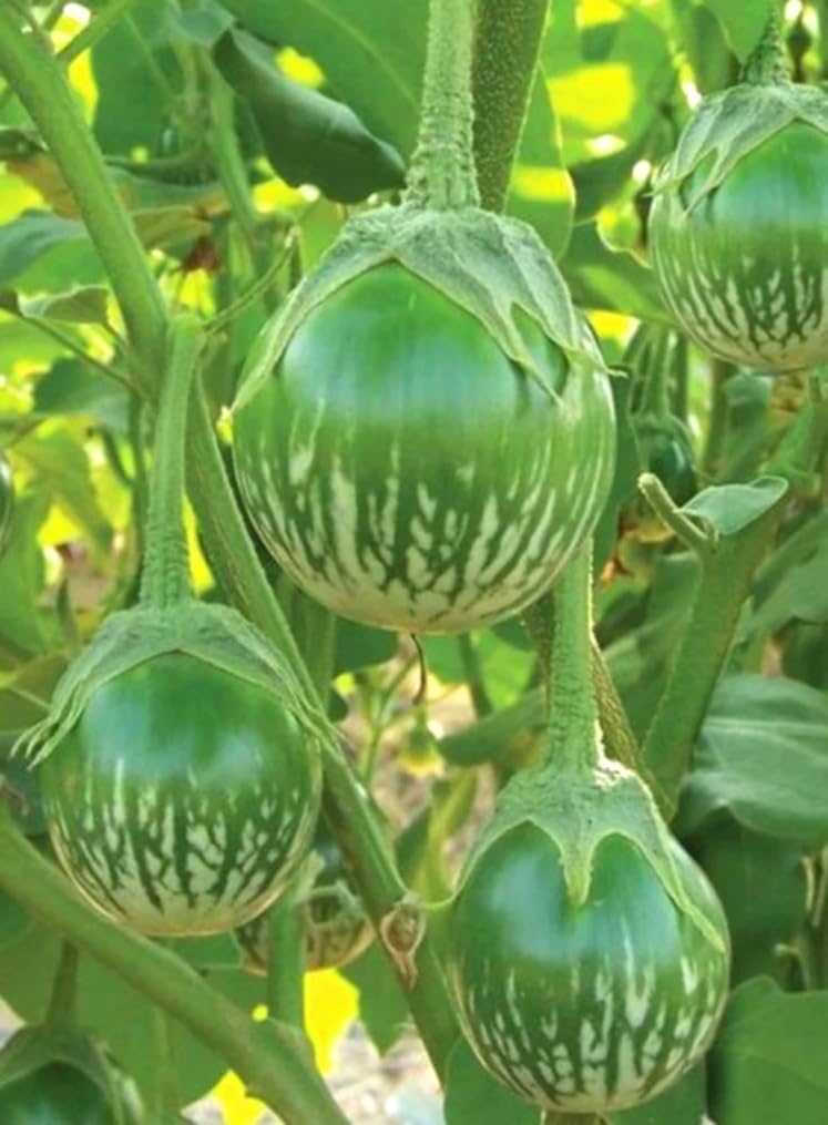 Bulborium Thai eggplant seeds – round green fruit, ideal for stir-fries and curries.
