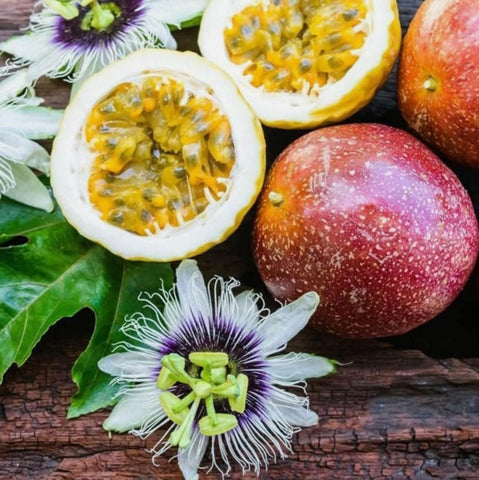 Bulborium passion fruit vine trained on trellis for healthy growth