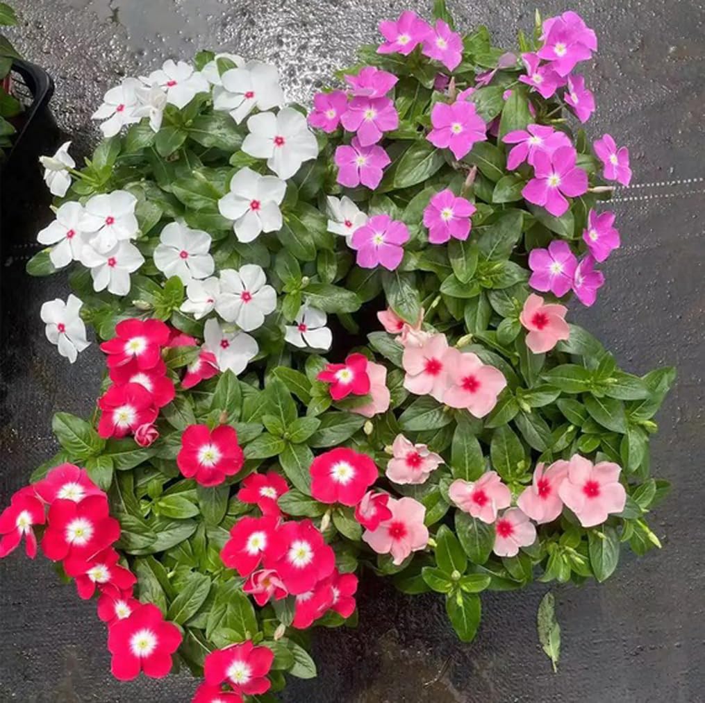 Bulborium Vinca minor blooms—vibrant ground cover for patios.