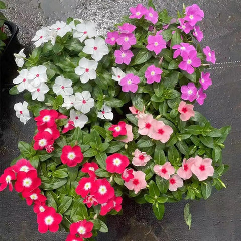 Bulborium Vinca minor blooms—vibrant ground cover for patios.