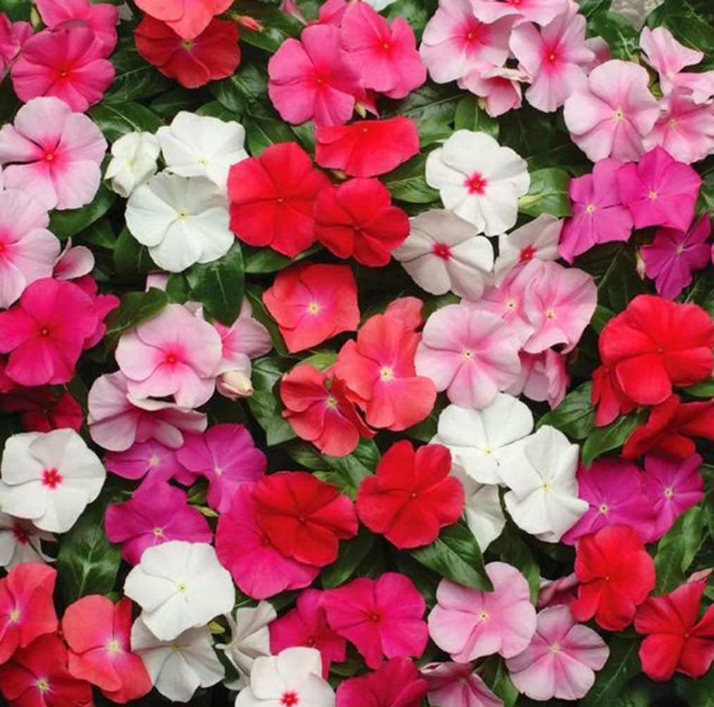 Bulborium Vinca minor in containers—ideal for patios.