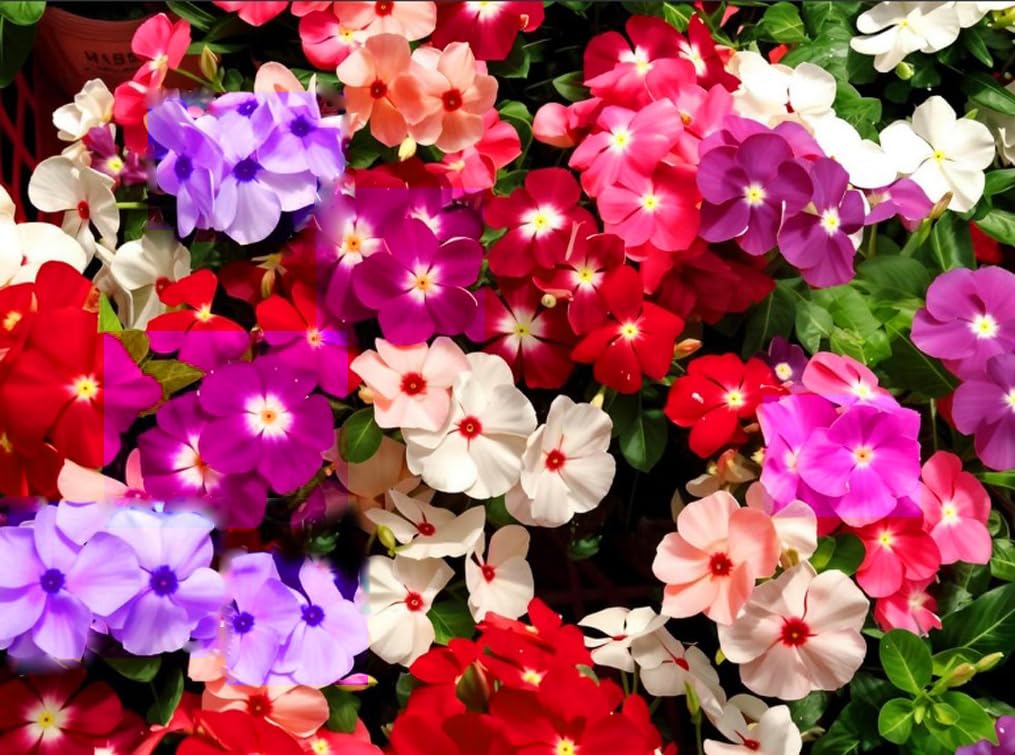 Bulborium Vinca minor seeds mixed—easy ground cover for lawns.