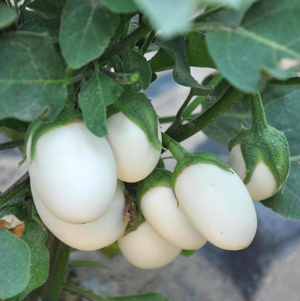 BULBORIUM White Egg Eggplant fruits on plant with egg-shaped fruit, ideal for fresh meals.