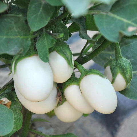 BULBORIUM White Egg Eggplant fruits on plant with egg-shaped fruit, ideal for fresh meals.