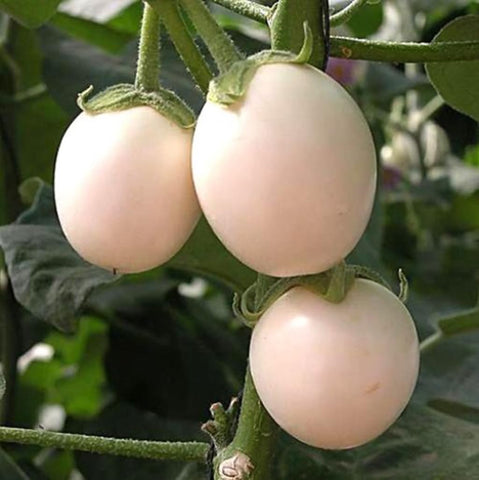 BULBORIUM White Egg Eggplant plant thriving in pots, compact and productive for balconies.