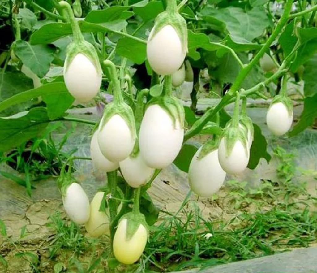 BULBORIUM White Egg Eggplant Seeds pack shot, easy-to-grow non-GMO heirloom variety.