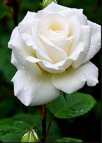 Bulborium white rose seeds garden setup ready for color-filled blooms