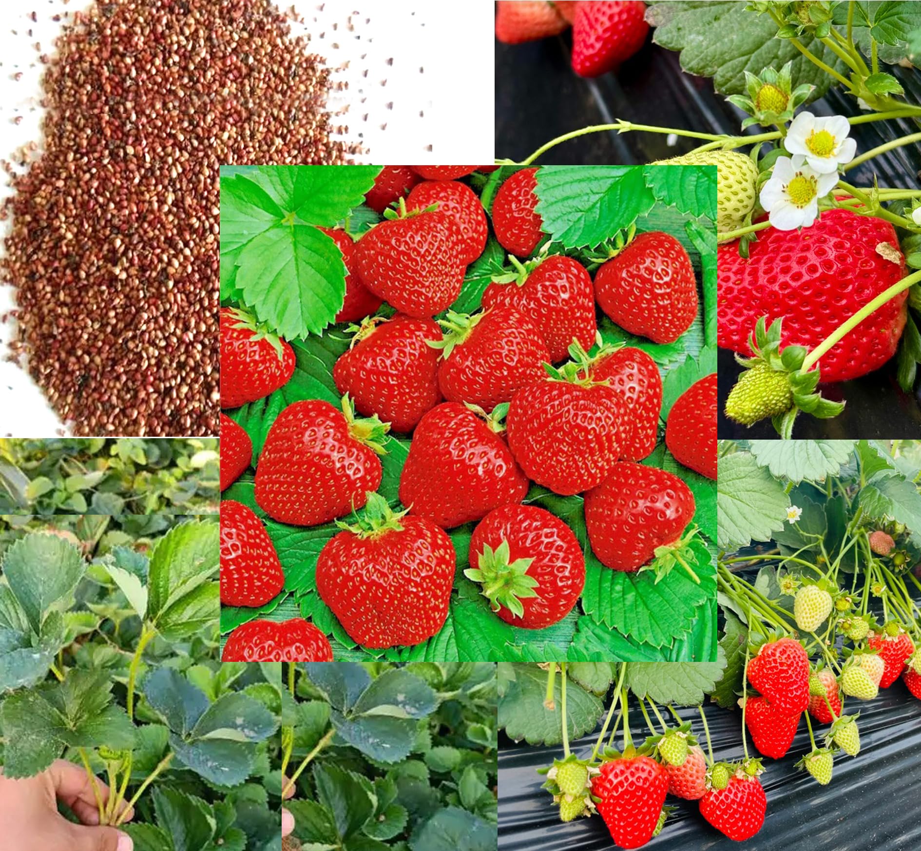BULBORIUM wild strawberry seeds pack for easy home gardening and fresh fruit
