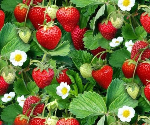 BULBORIUM winter hardy strawberry plant in container for small space gardening