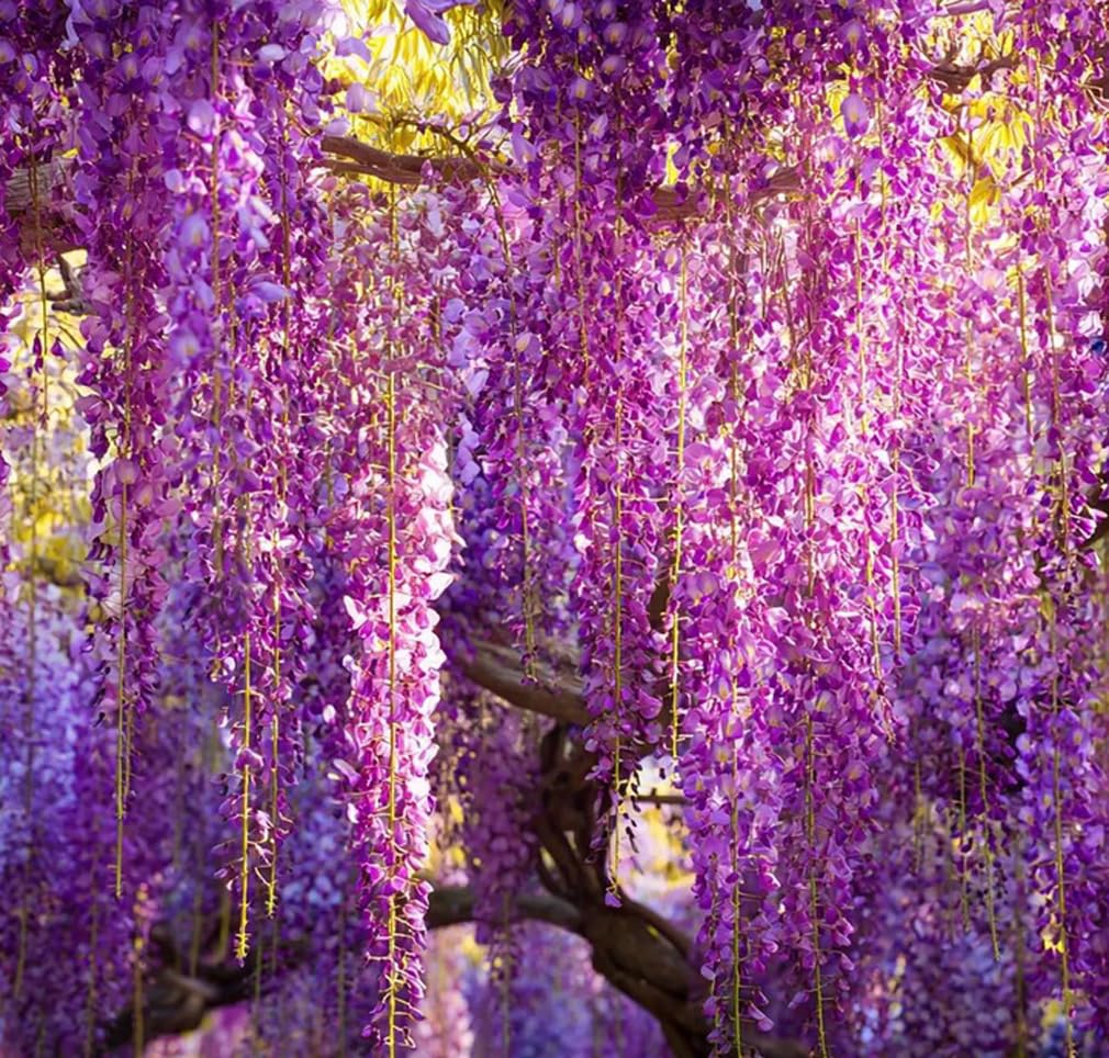 Bulborium Wisteria seeds pendulous clusters for rapid vertical garden coverage and fragrant blooms.