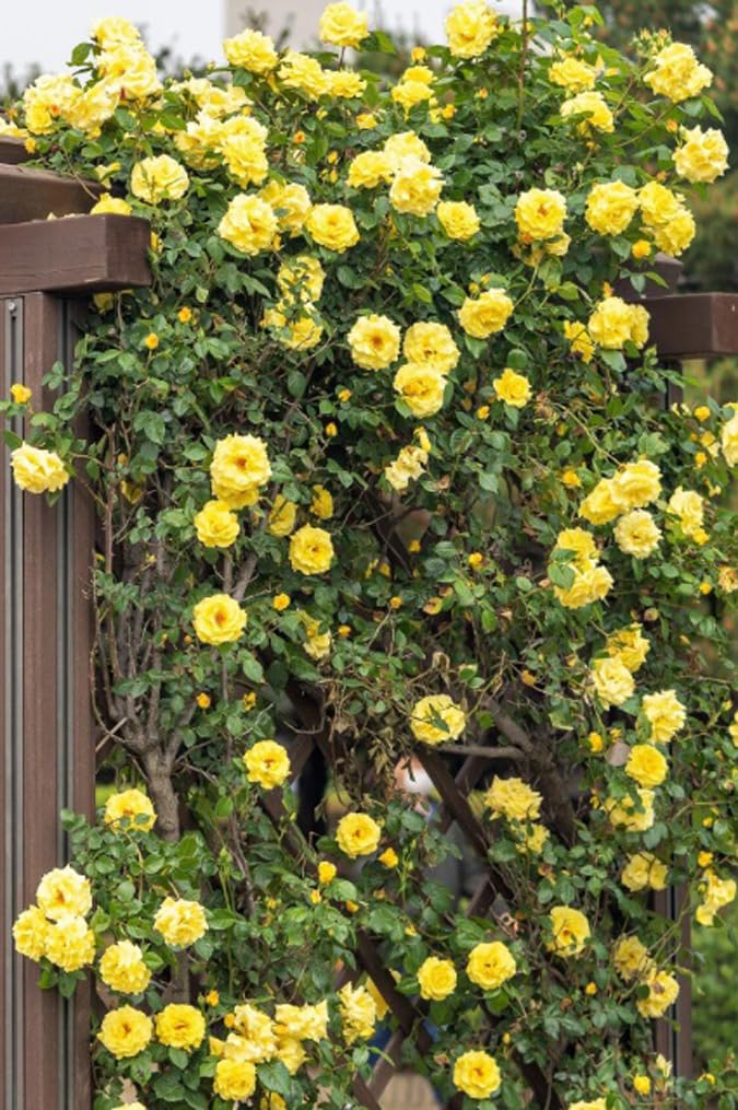 Bulborium yellow climbing rose seeds for garden growth; fragrant climbers ideal for arbors and trellises