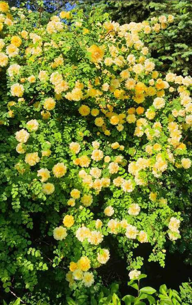 Bulborium yellow climbing rose seeds for vibrant vertical growth on trellises and arbors