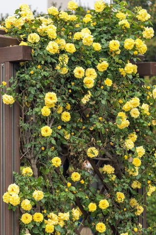 Bulborium yellow climbing rose seeds for garden growth; fragrant climbers ideal for arbors and trellises