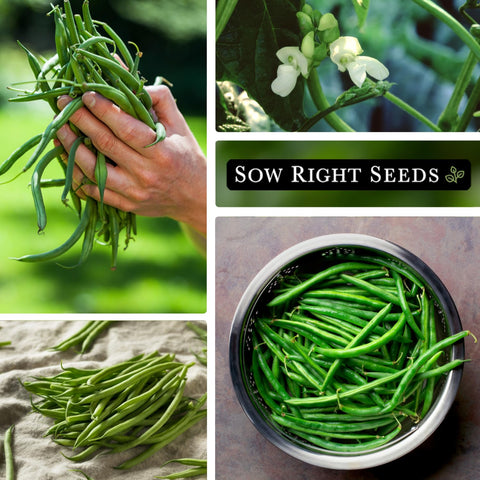 Bulk seeds enable a generous harvest for family meals