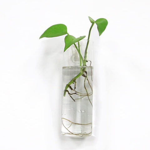 Bunhut wall planters hooks included emphasize easy mounting on any wall.