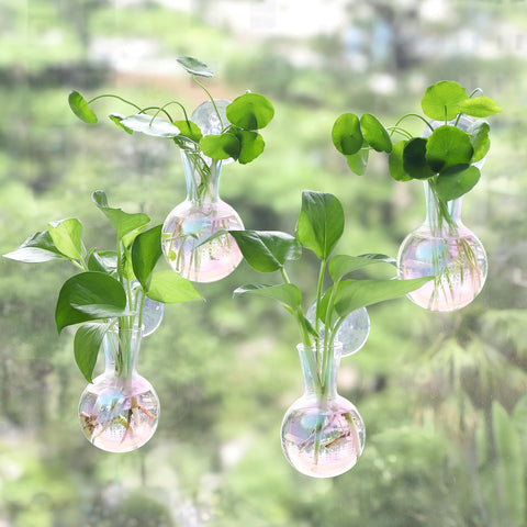 Bunmery iridescent window propagation station on glass, easy viewing of plant growth.