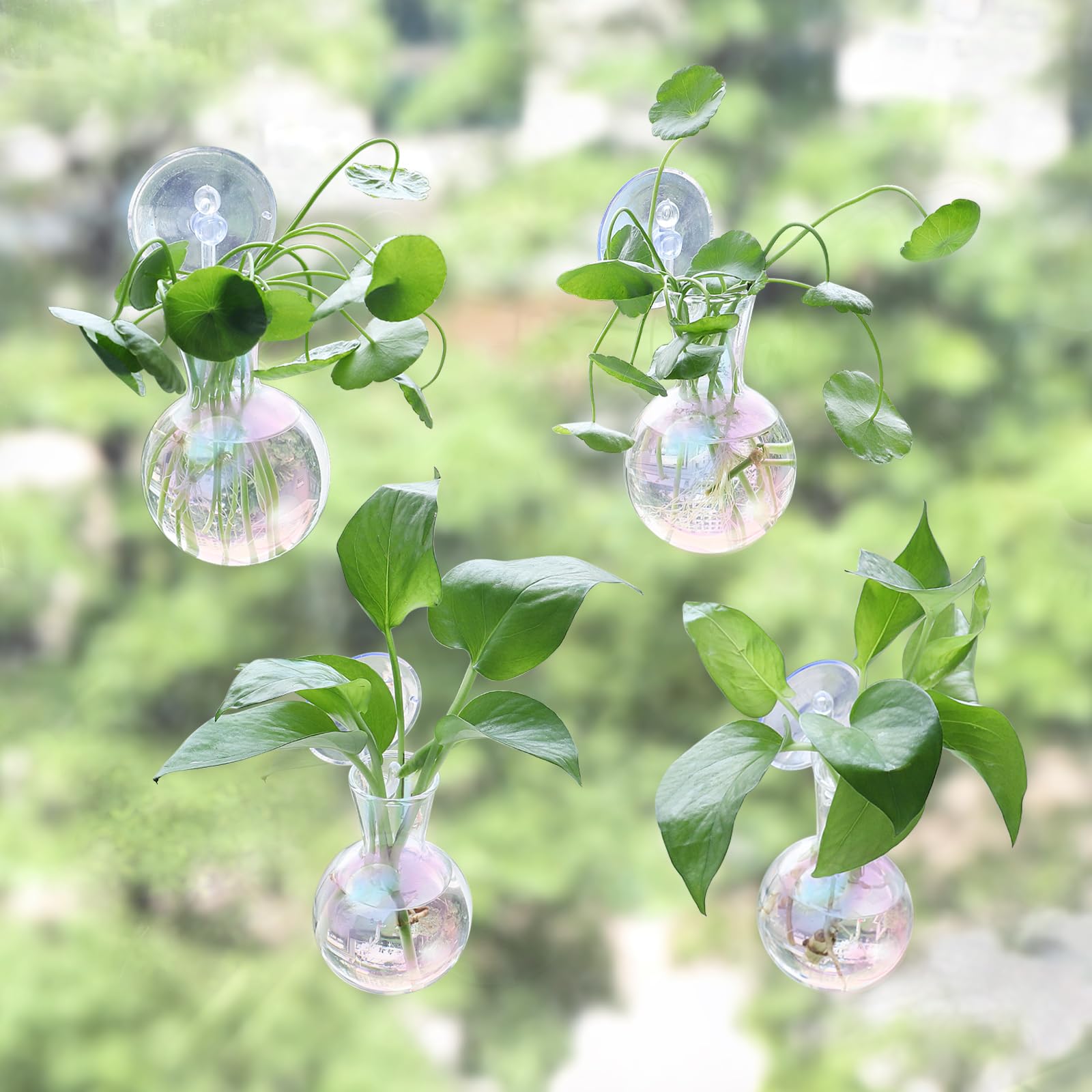 Bunmery iridescent glass bulb vase with water for propagation.