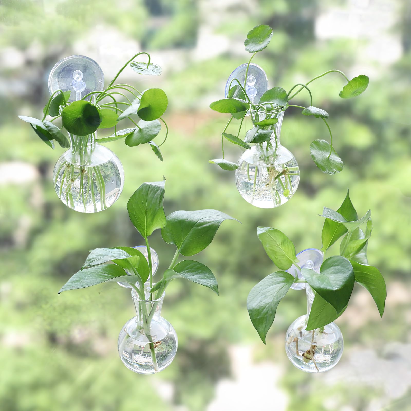 Bunmery glass propagation bulb vase filled with water for cuttings