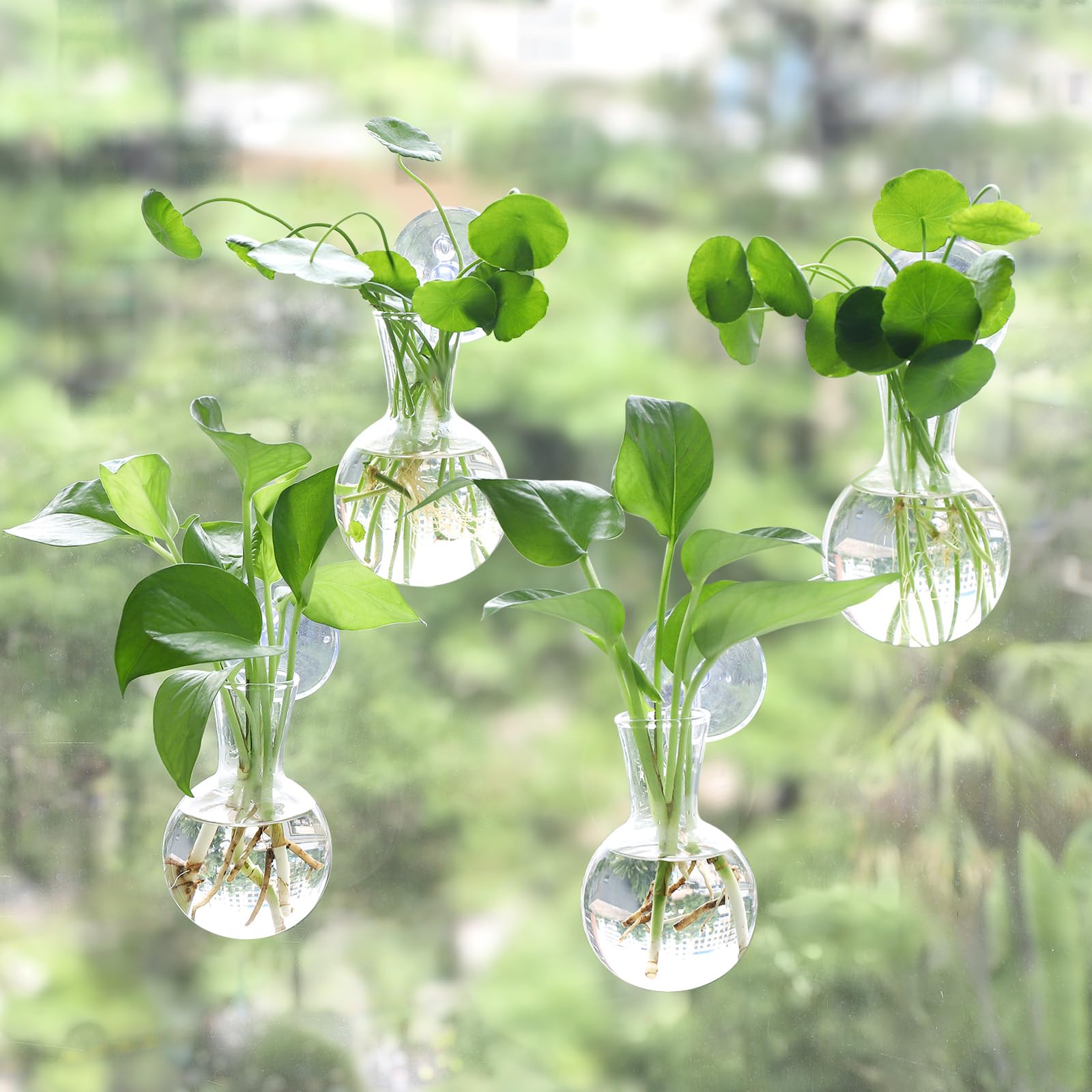 Bunmery window propagation station with four suction cups for easy wall mounting