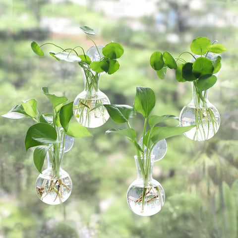 Bunmery window propagation station with four suction cups for easy wall mounting