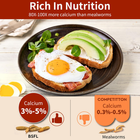 Buntie Worms BSFL calcium-rich snack supporting stronger eggshells in hens