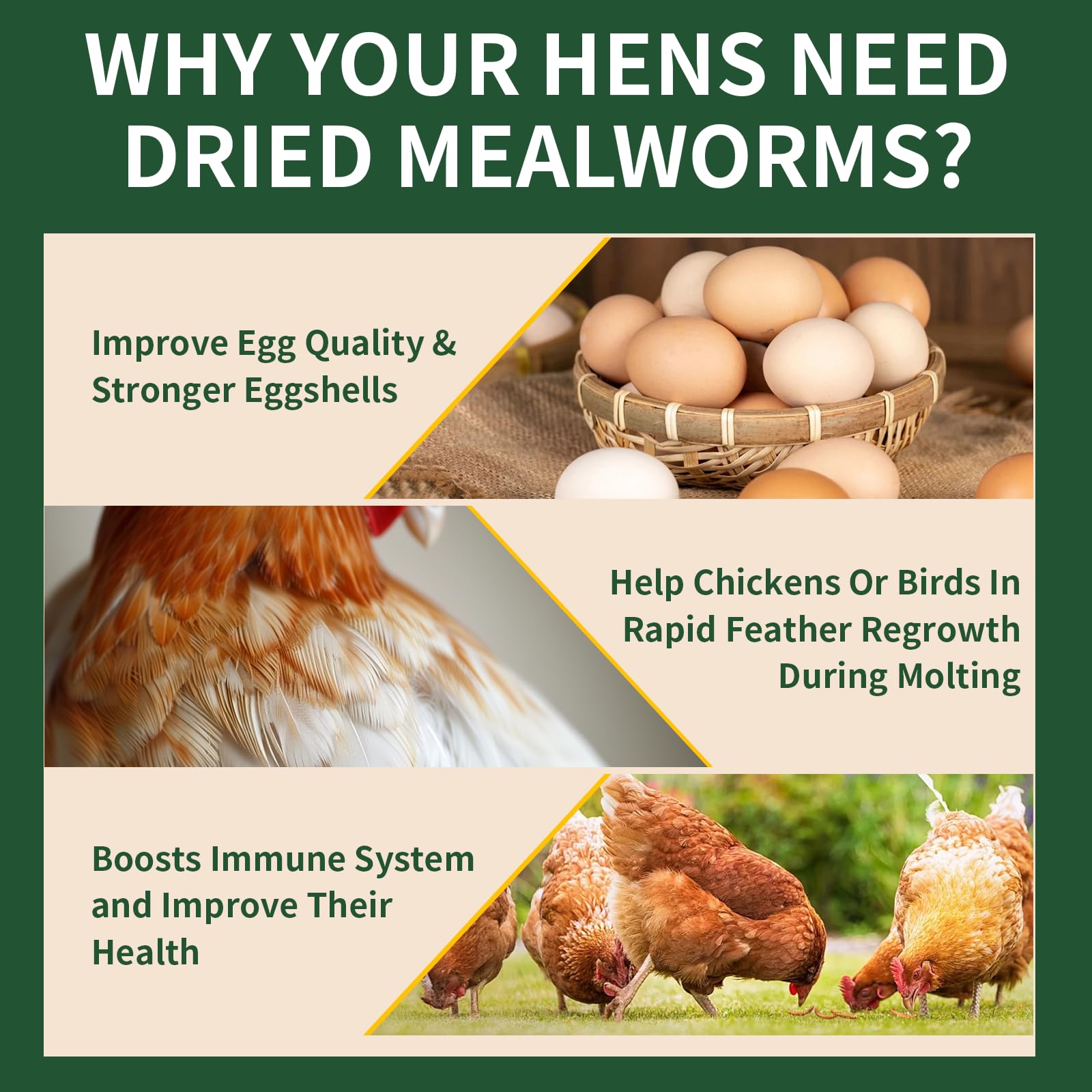 BUNTIE WORMS for chickens feeding, a tasty high-protein snack that supports egg quality.