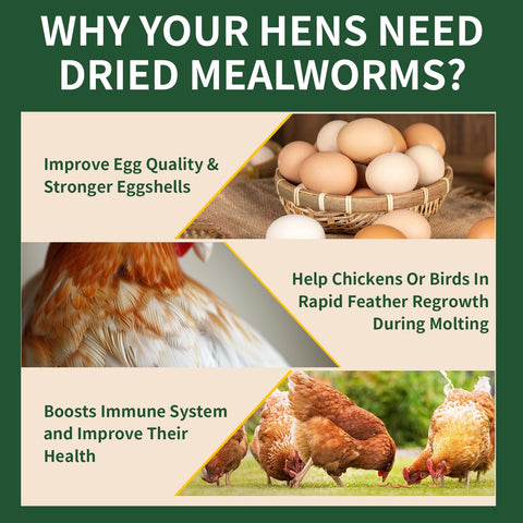 BUNTIE WORMS for chickens feeding, a tasty high-protein snack that supports egg quality.
