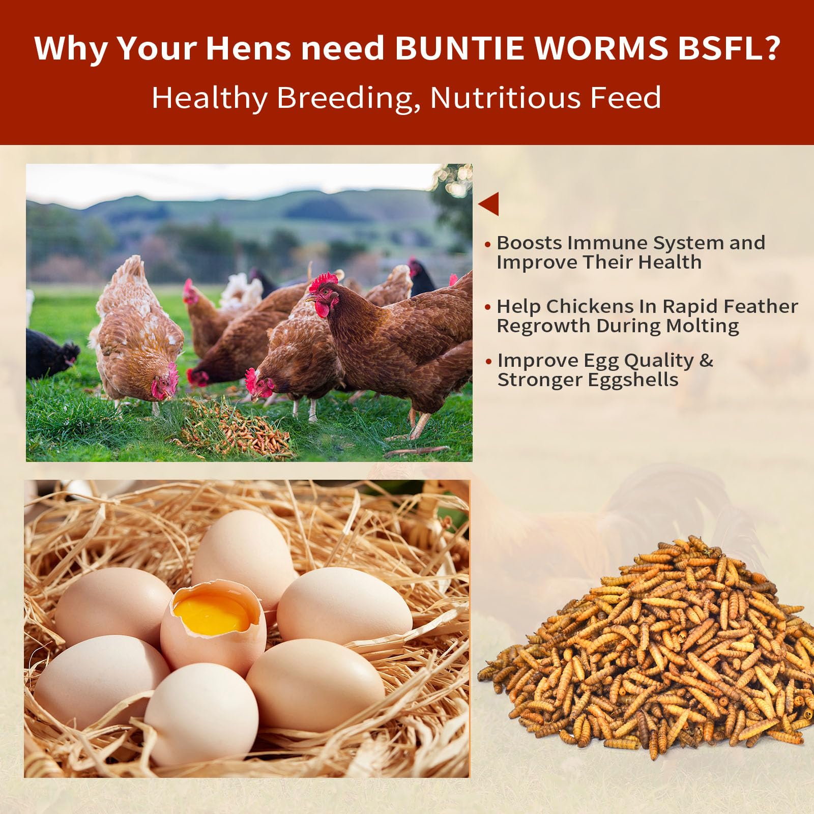 BUNTIE WORMS dried BSFL larvae fed to chickens, a tasty protein snack.