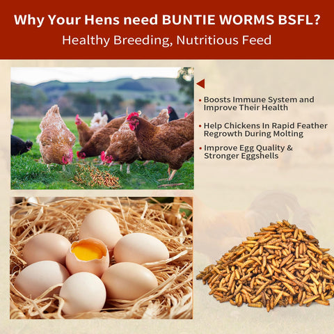 BUNTIE WORMS dried BSFL larvae fed to chickens, a tasty protein snack.