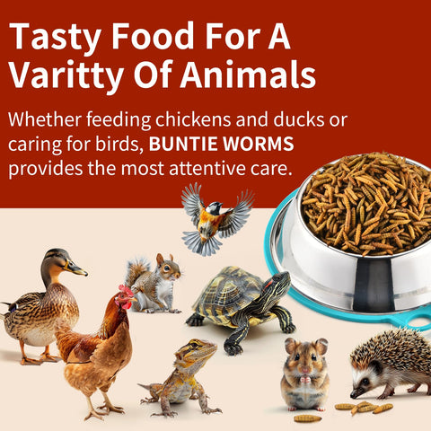 BUNTIE WORMS dried BSFL larvae stored easily in a cool, dry place.