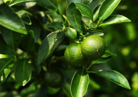 Buroifamily dwarf lime seeds pack ready for home planting and container gardening