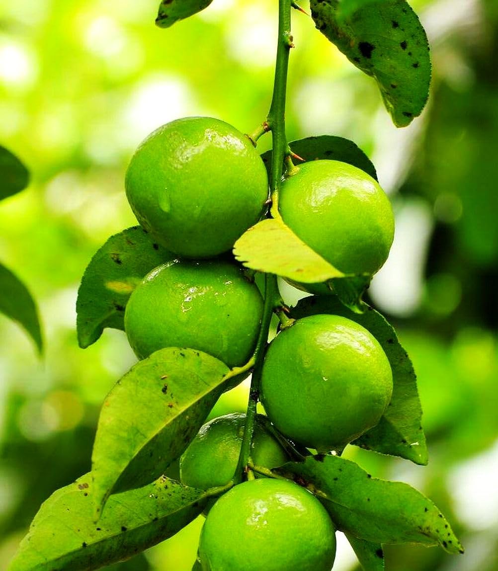 Buroifamily dwarf lime tree fruit hinting at fresh harvest from a small tree