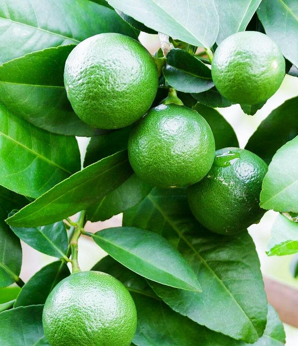 Buroifamily dwarf lime tree leaves close-up highlighting vibrant foliage