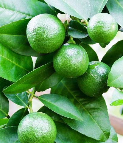 Buroifamily dwarf lime tree leaves close-up highlighting vibrant foliage