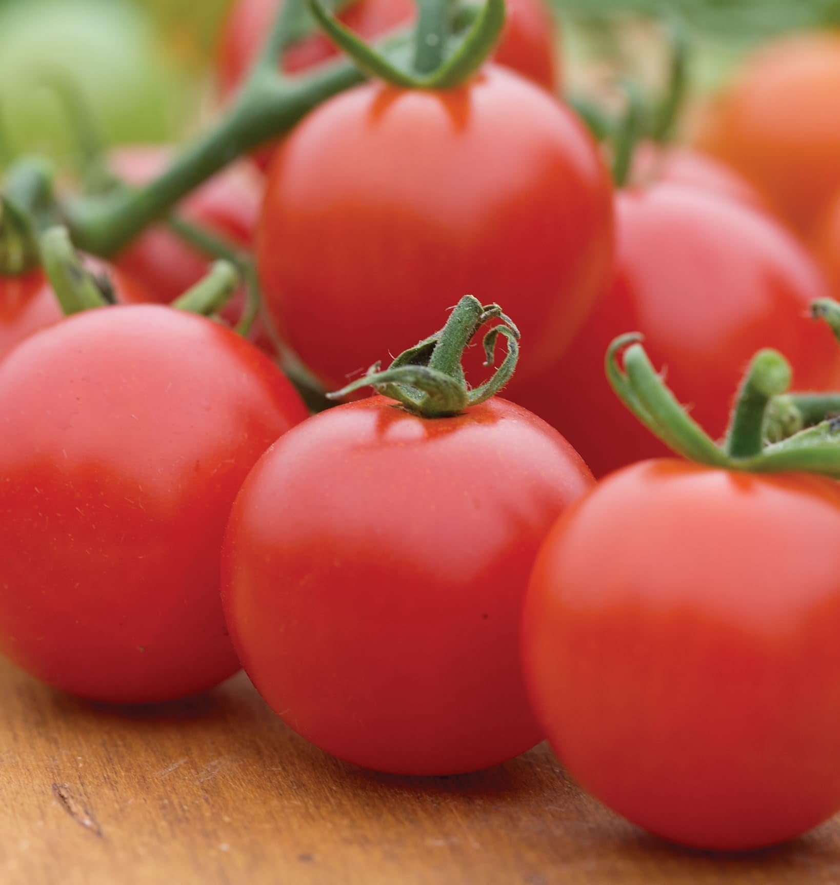 Burpee 60-inch tomato plants staked in a sunny garden