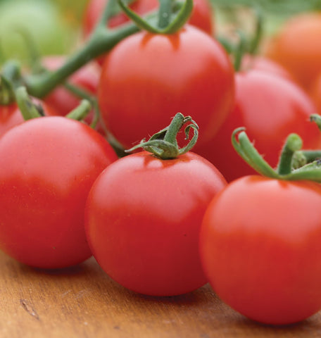 Burpee 60-inch tomato plants staked in a sunny garden