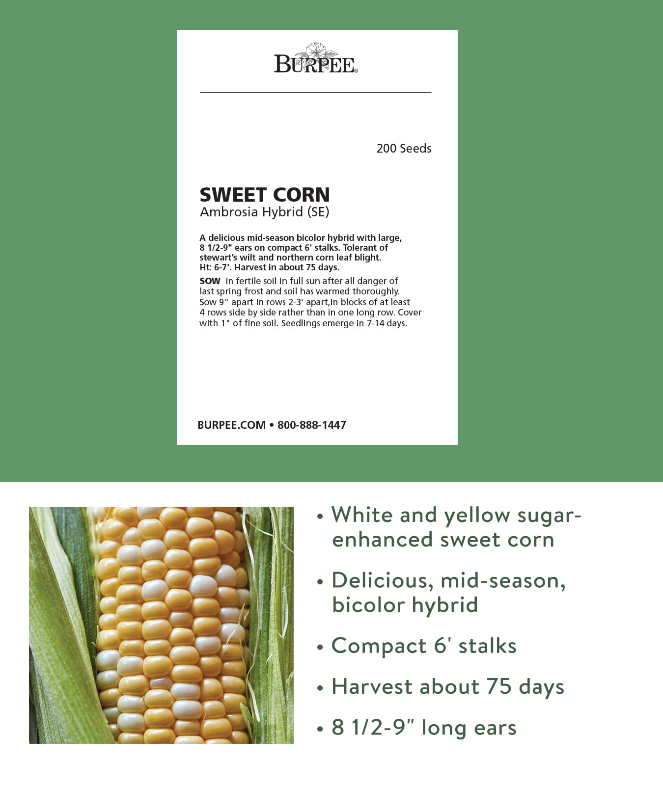 Burpee Ambrosia corn field image shows tall plants ready for backyard harvest and picnics.