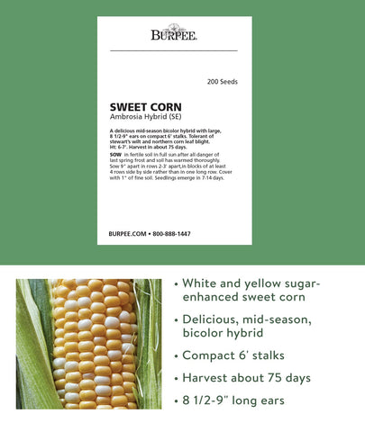 Burpee Ambrosia corn field image shows tall plants ready for backyard harvest and picnics.