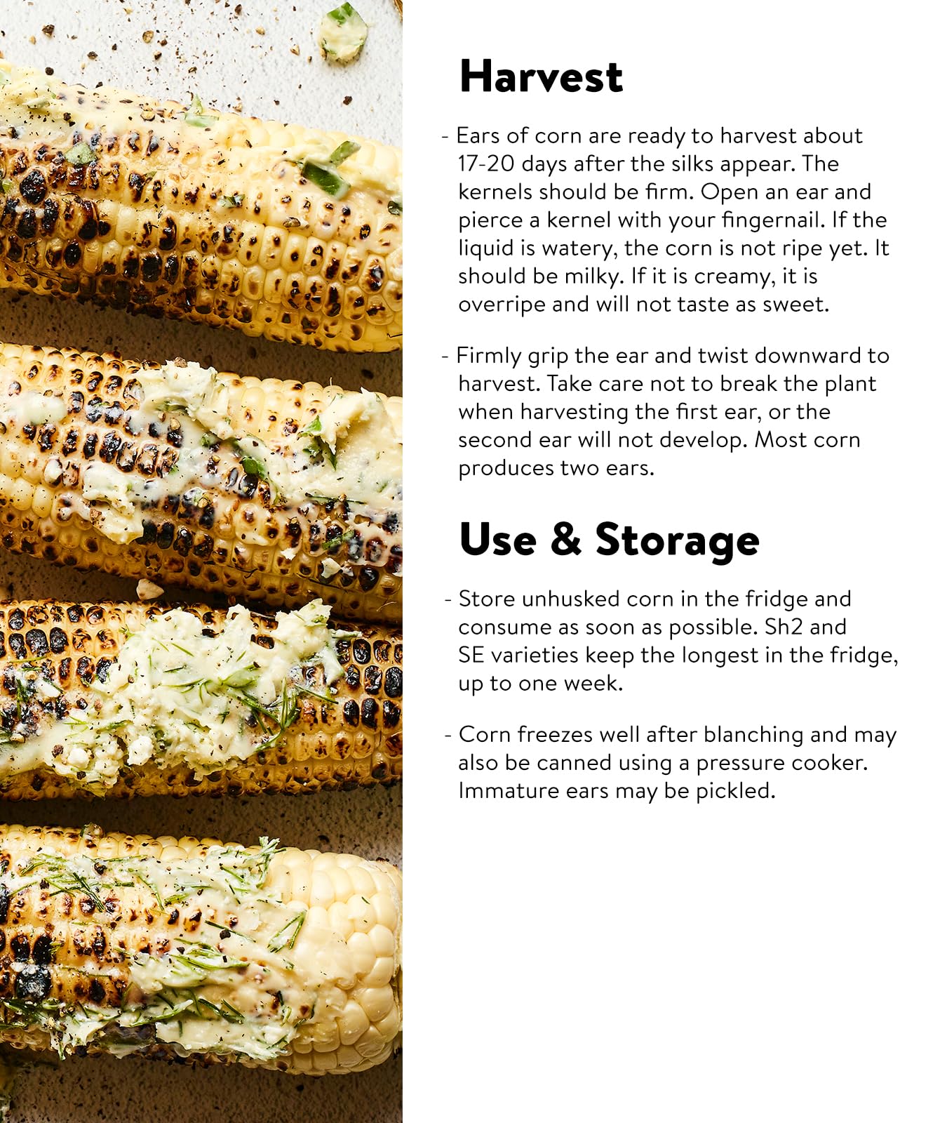 Burpee Ambrosia harvest, 75-day crop timeline supports timely summer meals.