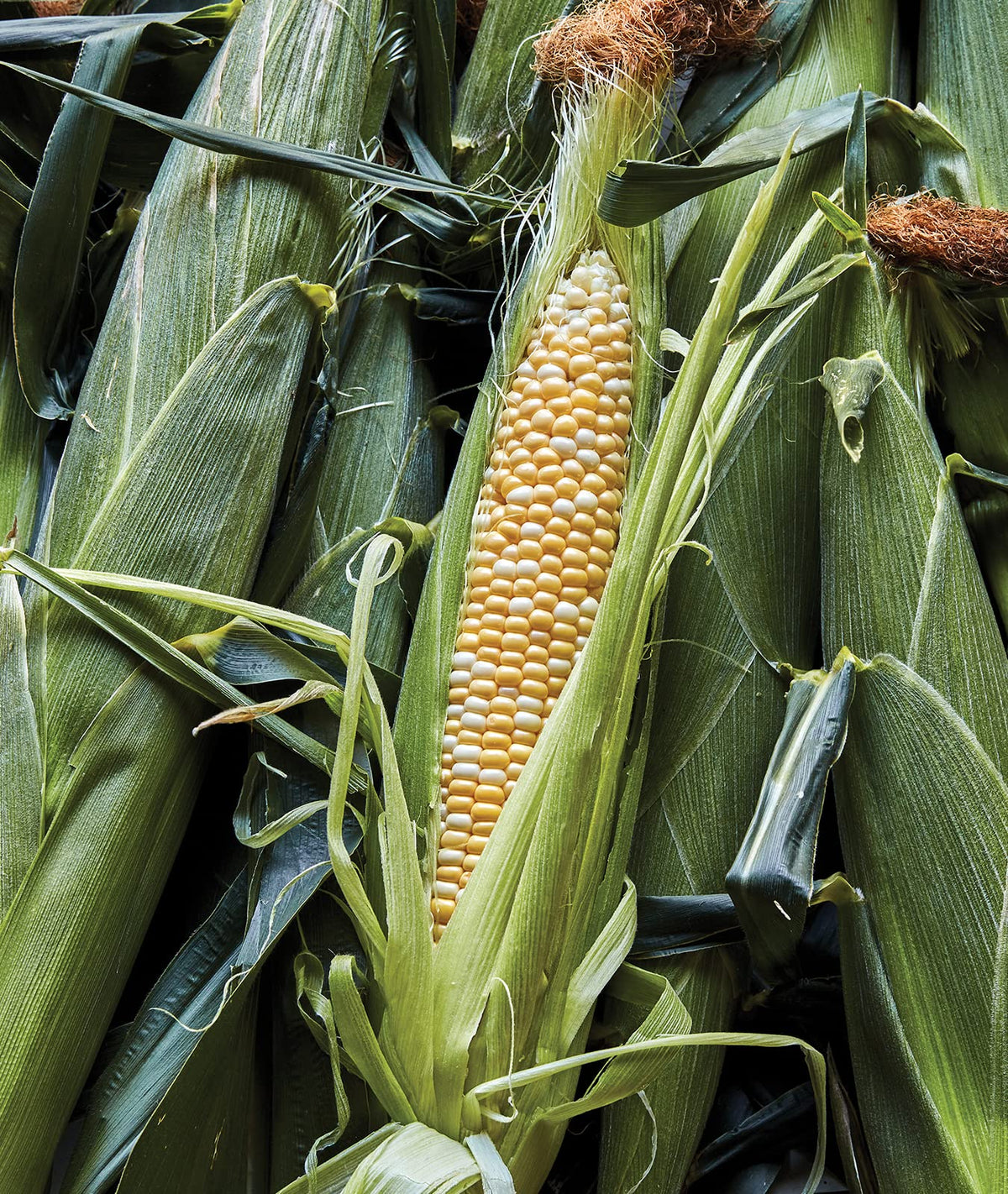 Burpee Ambrosia corn ear close-up, sweet white and yellow kernels ideal for fresh summer eating.