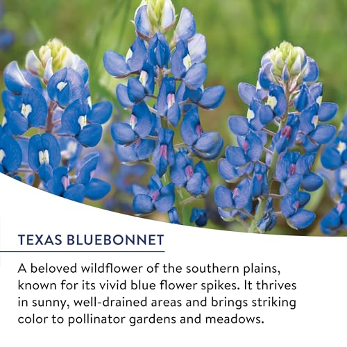 Burpee American Wild 13 native species blend supports biodiversity with blooms.