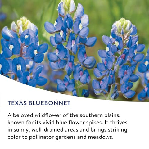 Burpee American Wild 13 native species blend supports biodiversity with blooms.