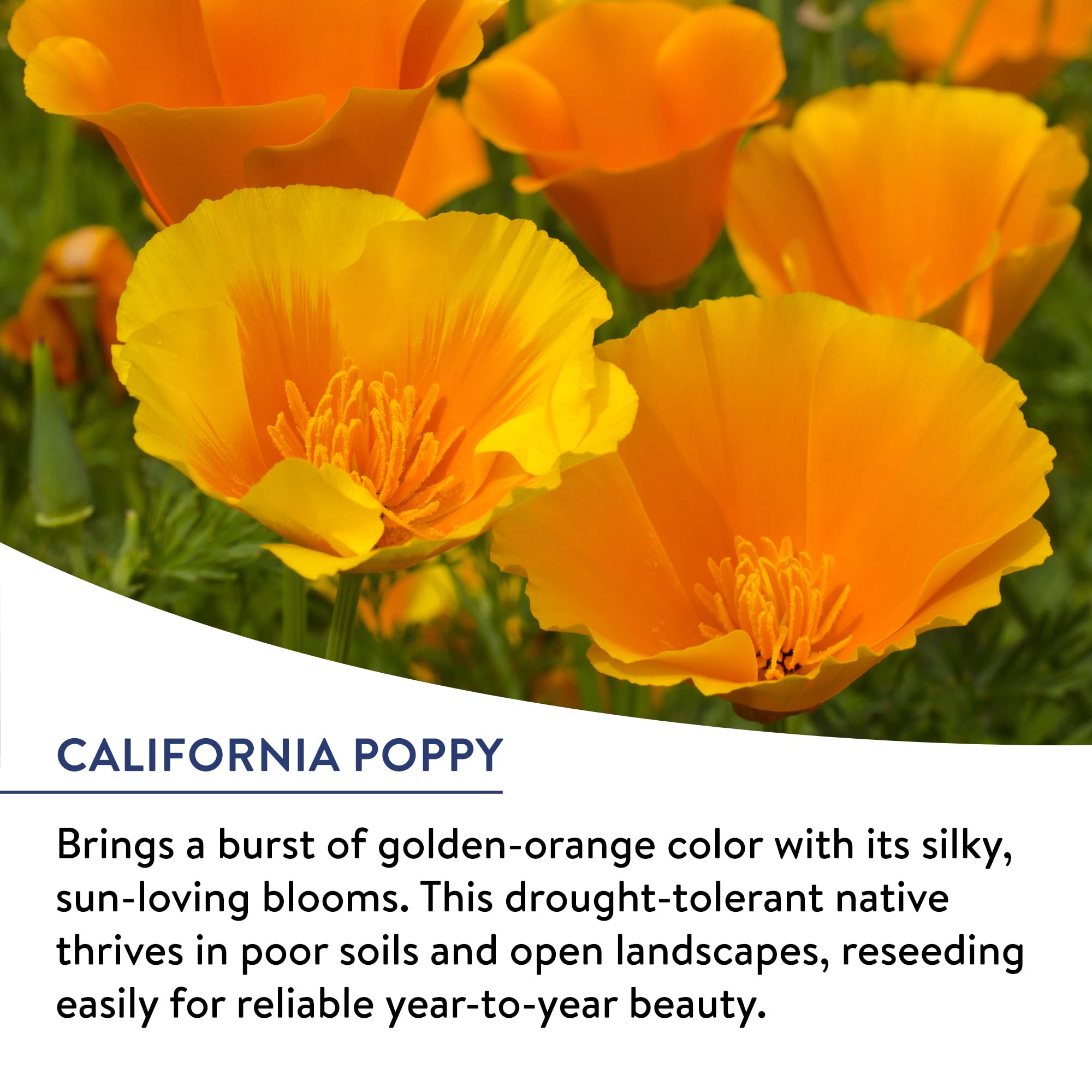 Burpee American Wild pollinator bloom attracting bees and butterflies across seasons.