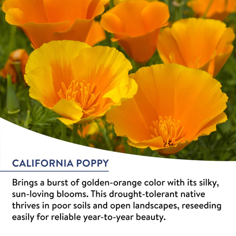 Burpee American Wild pollinator bloom attracting bees and butterflies across seasons.