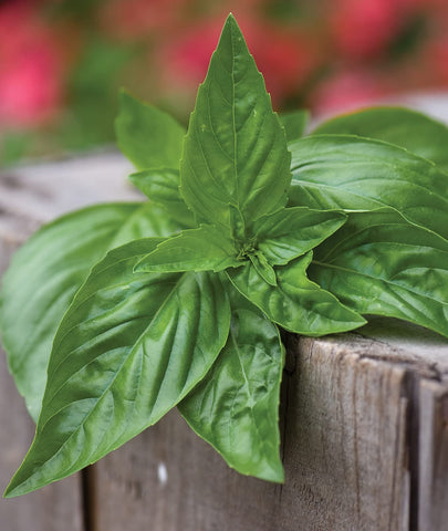 Container garden setup with Burpee basil thriving indoors
