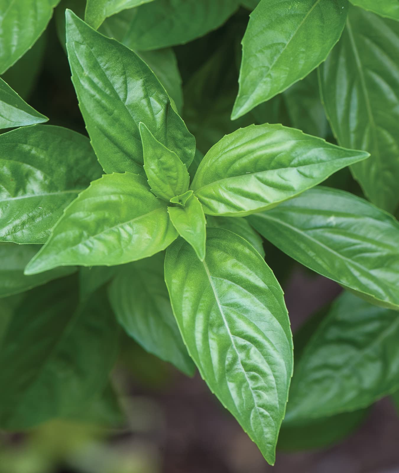 Hydroponic-friendly Burpee basil growing in hydroponic setup