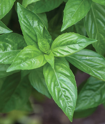 Hydroponic-friendly Burpee basil growing in hydroponic setup