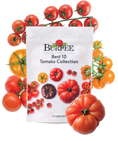 Burpee Best 10 tomato seed collection packets ready for planting and diverse harvests.