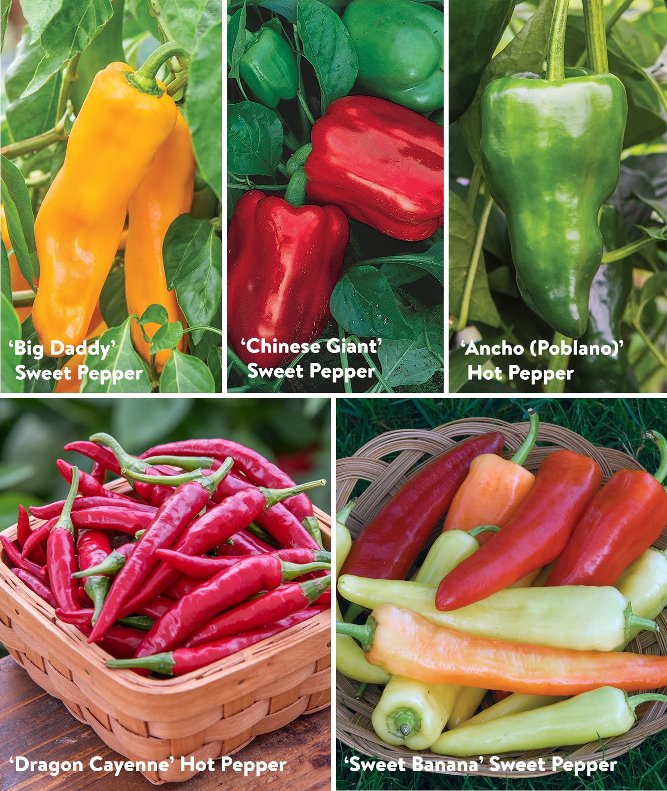 Burpee Best Collection hot pepper seeds with bold flavors for dishes.